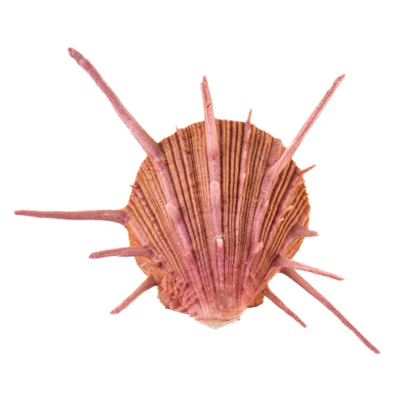Concha Spondyllus Regius - 9cm
