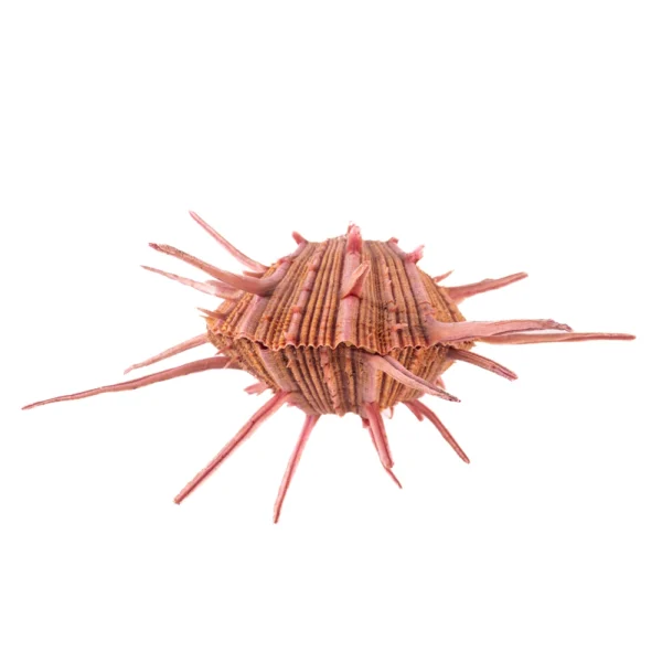 Concha Spondyllus Regius - 9cm - Imagem 2