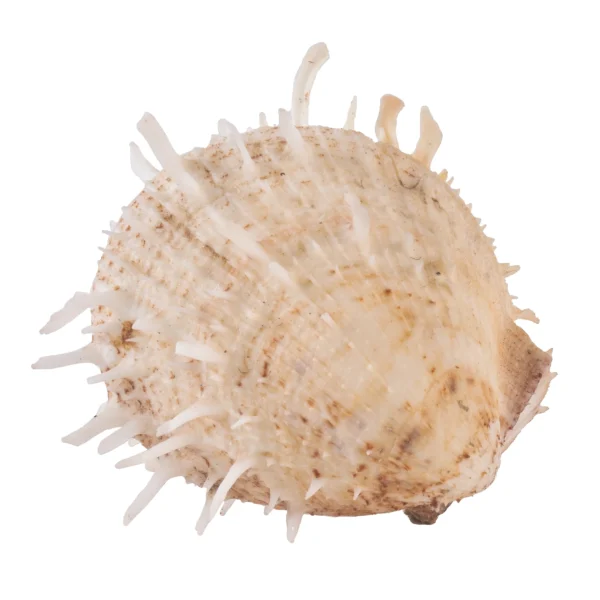 Concha Spondyllus Variadas - 9cm