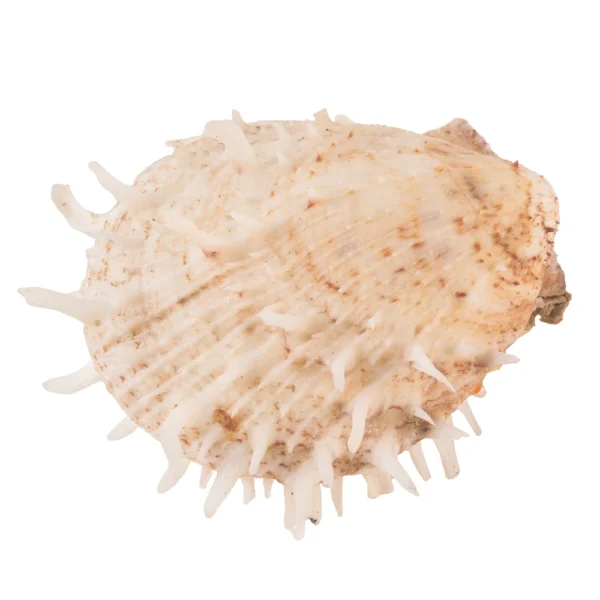 Concha Spondyllus Variadas - 9cm - Imagem 2