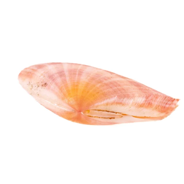 TELLENA VERGATA - Imagem 2