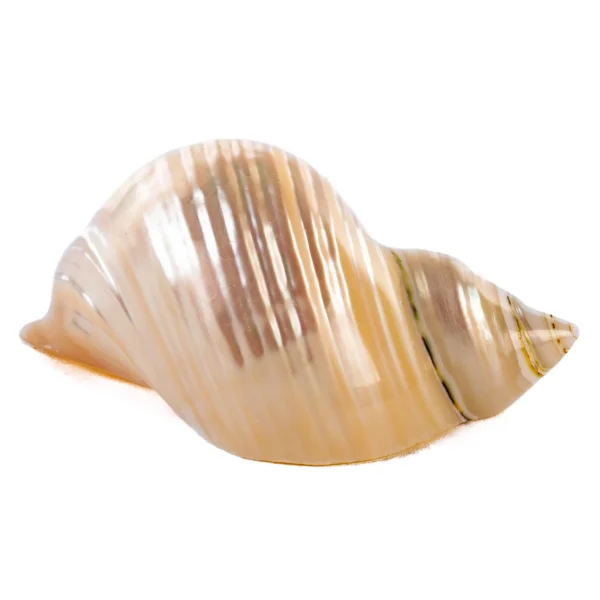 Porta Guardanapo Silver Mouth - 6cm - Imagem 2