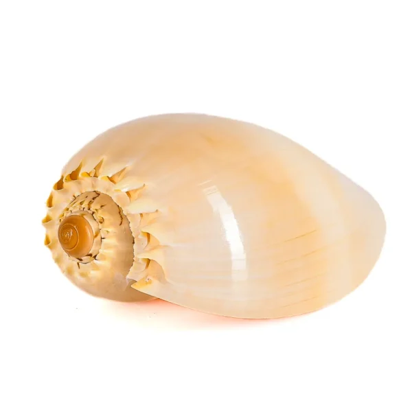 Caramujo Melo Broderipii Polida - 15cm