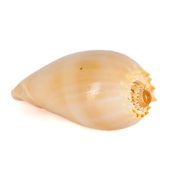 Caramujo Melo Broderipii Polida - 15cm - Imagem 2