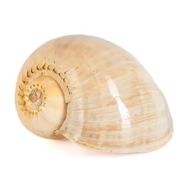 Caramujo Melo Broderipii Polida- 25cm