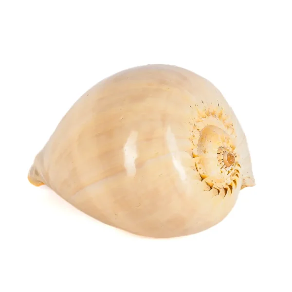Caramujo Melo Broderipii Polida- 25cm - Imagem 2