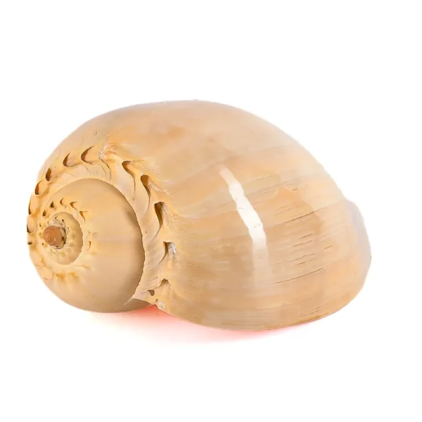 Caramujo Melo Broderipii Polida - 28cm