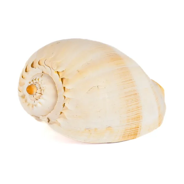 Caramujo Melo Broderipii Natural - 23cm