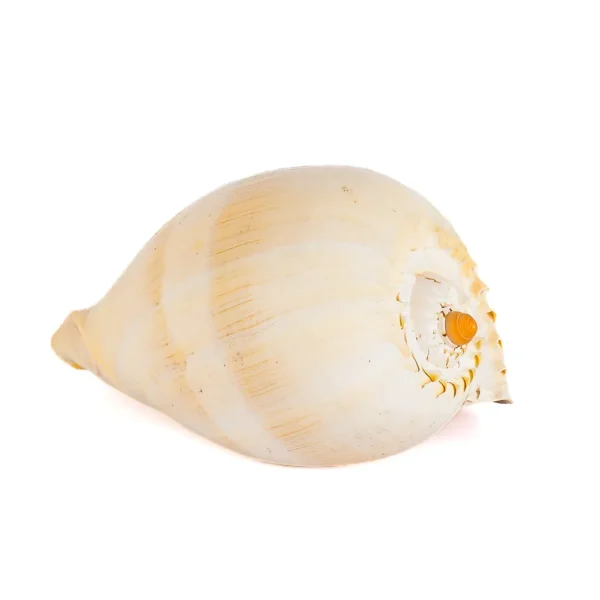 Caramujo Melo Broderipii Natural - 23cm - Imagem 2