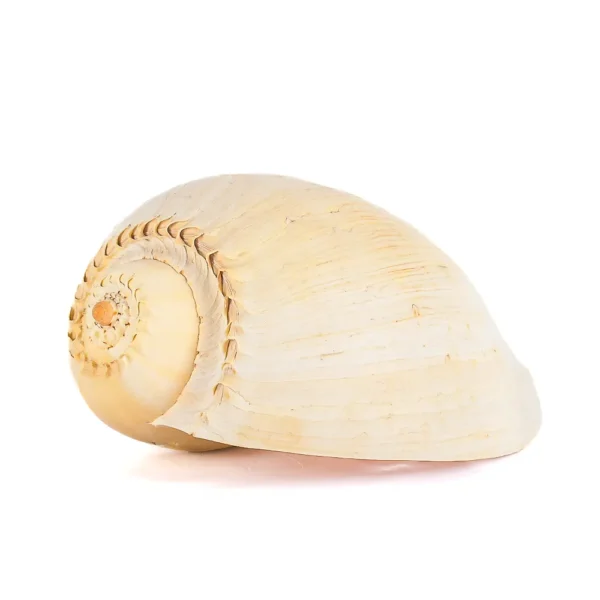 Caramujo Melo Broderipii Natural - 25,5cm
