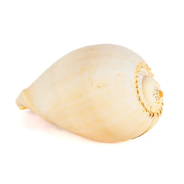 Caramujo Melo Broderipii Natural - 25,5cm - Imagem 2