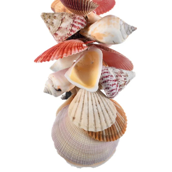 Cordão de Conchas - Codakia - 44cm