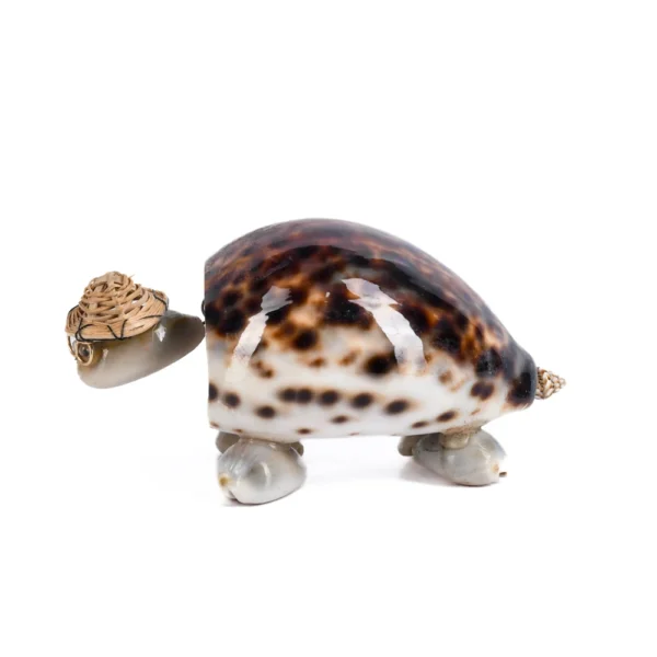 Tartaruga - Cypraea Tiger - 8,5cm - Imagem 2