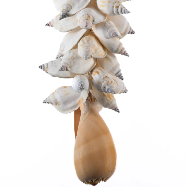 Cordão de Conchas - Edidromix e Melo Broderipii - 67cm - Imagem 3