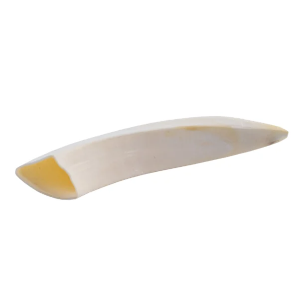 Dente de Javali - Burtas Big - 9cm