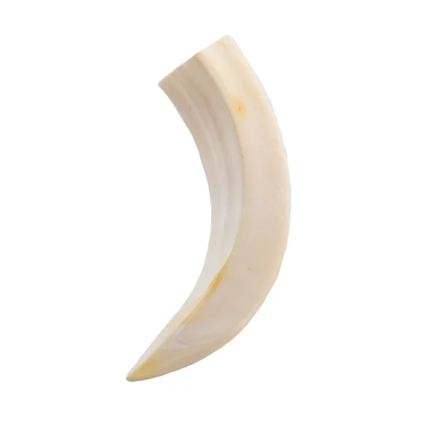 Dente de Javali - Burtas Big - 9cm - Imagem 2