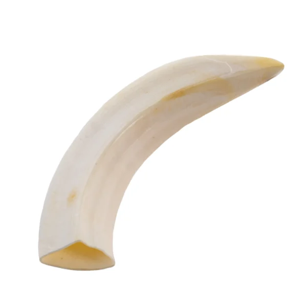 Dente de Javali - Burtas Big - 9cm - Imagem 3