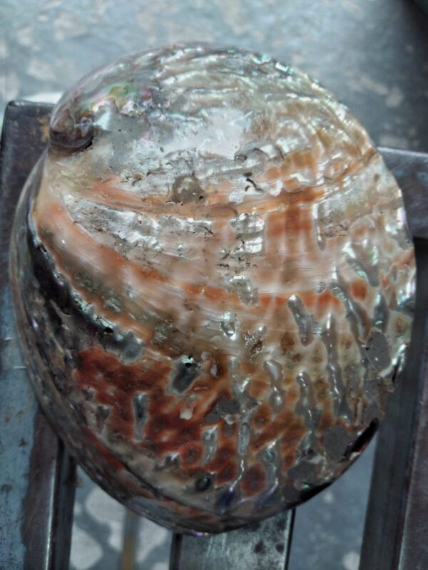 Abalone Haliotis Corrugata Polida - 16cm