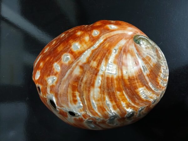 Abalone Haliotis Corrugata Vermelha - 17cm