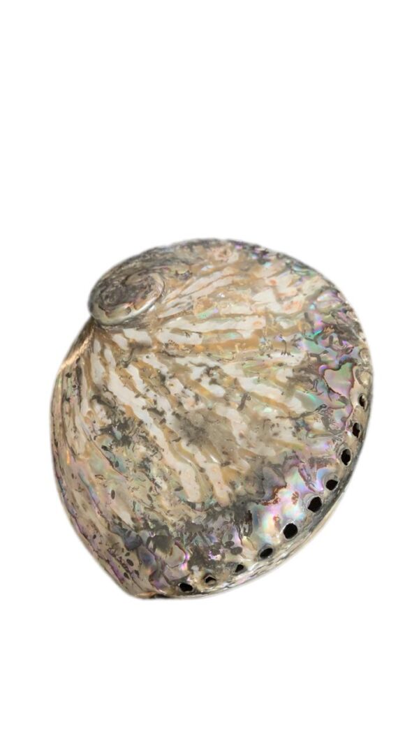 Abalone Haliotis Corrugata B  -13cm