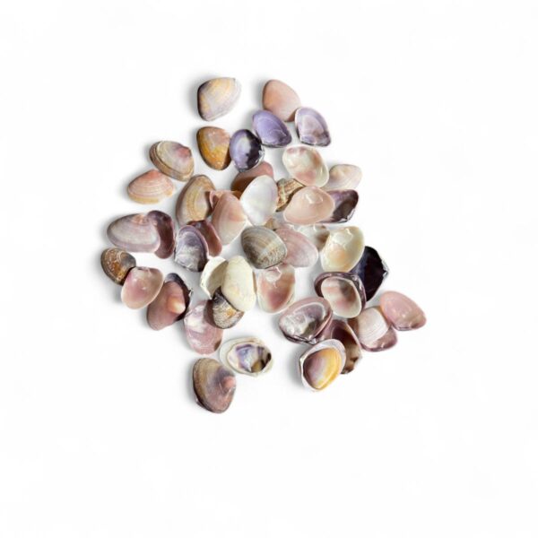 Conchas Cay-Cay Roxas Dosinia Troshel 1 a 2cm - Kg