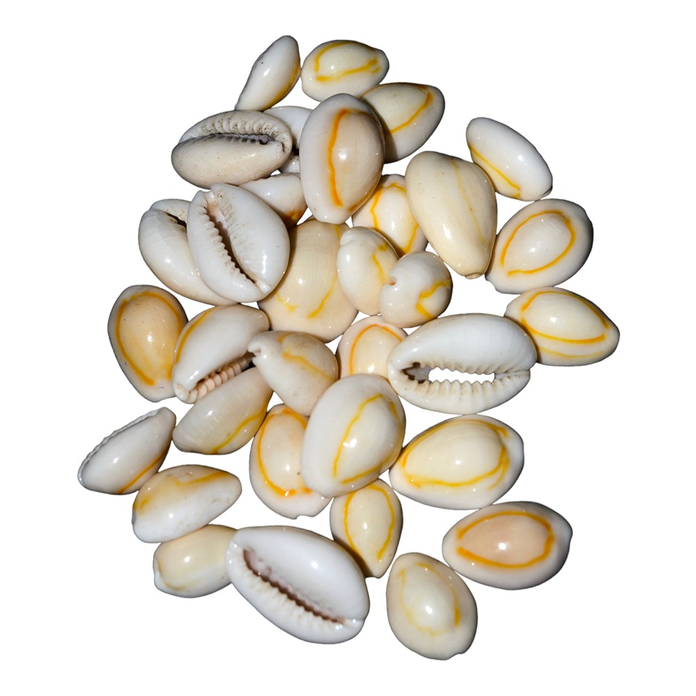 Caramujo Sigay Cozido Branco G - kg